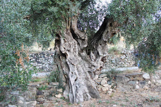 olivera mil·lenaria